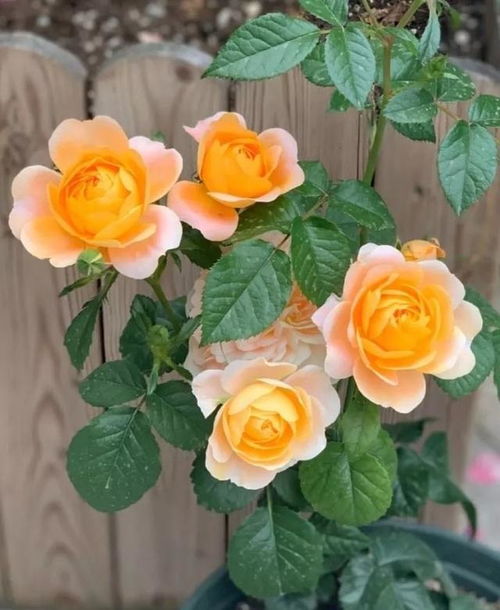 换盆后别急着施肥