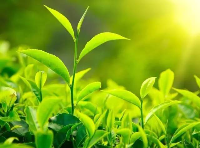 云实树的奥秘：探索其生长地与广泛分布