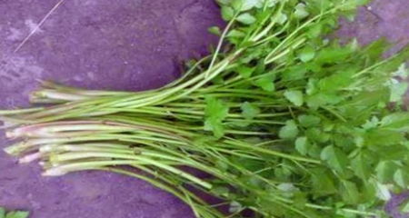 白花甜地丁的发现与培育