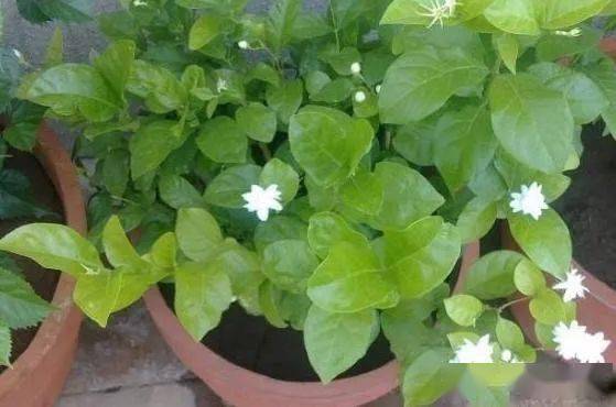 茉莉种植时需要注意哪些土壤、光照和浇水等细节