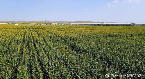 畜牧养殖应绿色转型，追求农业可持续发展