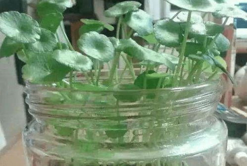 玻璃翠花爆盆栽培技巧：如何高效养护？