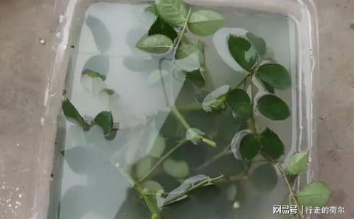 多菌灵与生根液：两种神奇药剂的碰撞