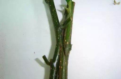 嫁接的甜蜜仪式