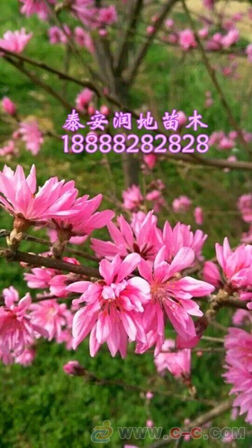 菊花碧桃怎么养？养护技巧有哪些