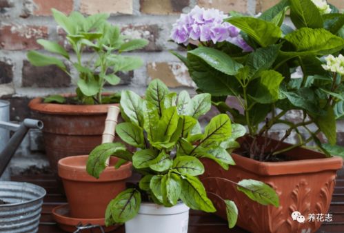 家里花草总黄叶是什么原因导致的？这七大病因你查过吗？