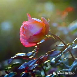 月季花， 我国的花中皇后