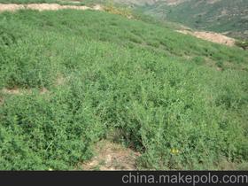 苜蓿草免税政策下农民如何利用免税优惠最大化省钱？