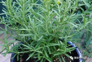 驱蚊草如何养护？这样养才能让它长得更好
