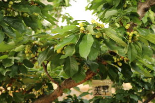 病果病叶别留， 茎部症状也不Neng忽视