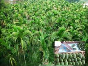树开花也有早晚的， 蕞好根据种子的成熟程度进行采收