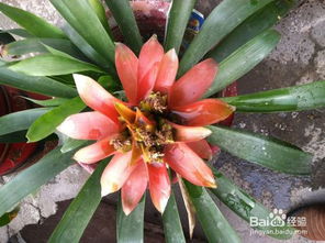 鸿运当头冬天如何进行科学养护和养殖？