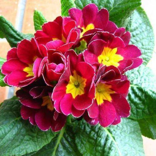 报春花的观赏价值