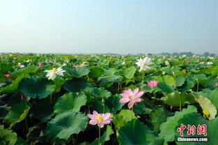 云南花卉：一场自然与智慧的共舞