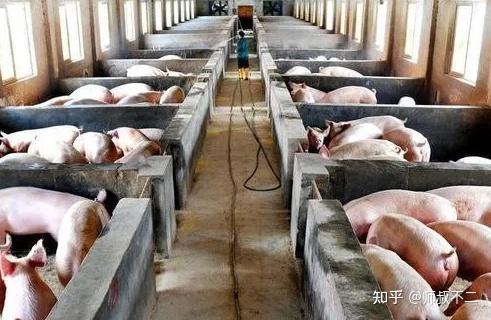 如何选猪饲料能省50元/头？龙口安佑环保配方解决养殖户三大痛点？