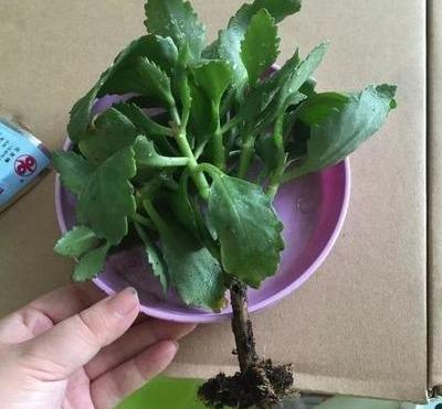 长寿花专用营养土配方是什么？如何配制适合长寿花生长的土壤