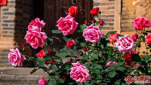 月季花开正艳， 美丽乡村焕发新颜