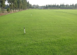 高羊茅草坪：大自然的绿色魔法师