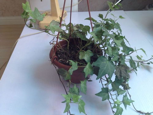 病虫害，是不是？