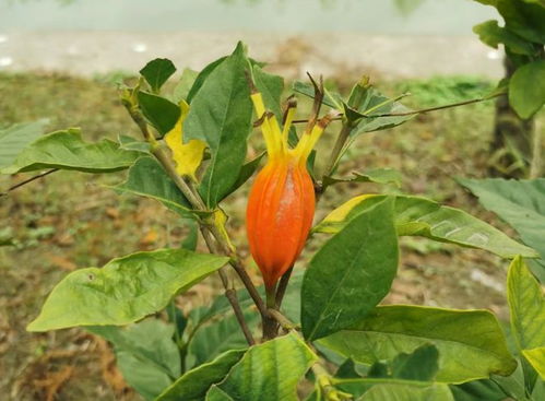 识别橙色花药材