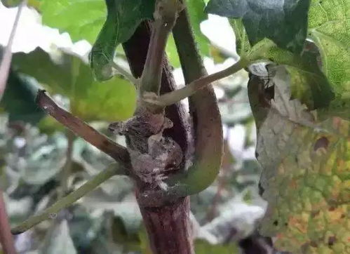 月季介壳虫防治小技巧， 保卫花儿笑容