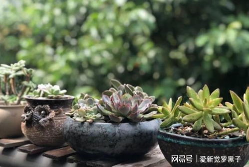 养一盆花一年施肥要多少钱？