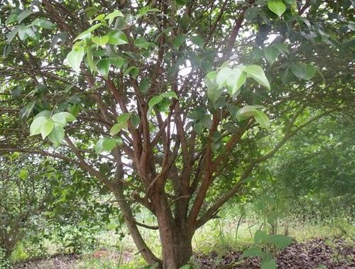 种子数量的迷思