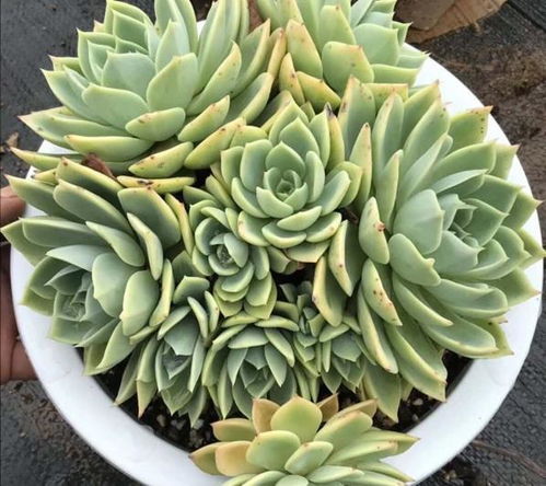 多肉植物种植时修剪根系是必须的吗