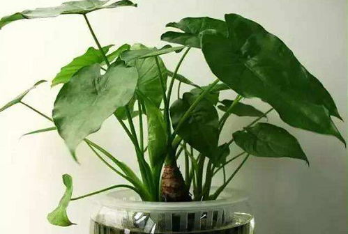 第三区别：观赏价值不同