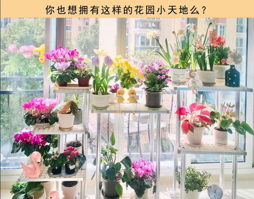 9月至10月种植茶花的重要性