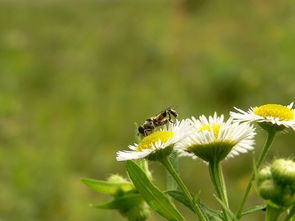 花不仅Nengkan，还Neng吃，还Neng治病