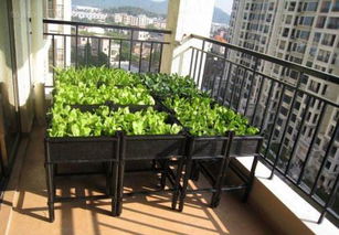 6月种植， 这些蔬菜不Neng少