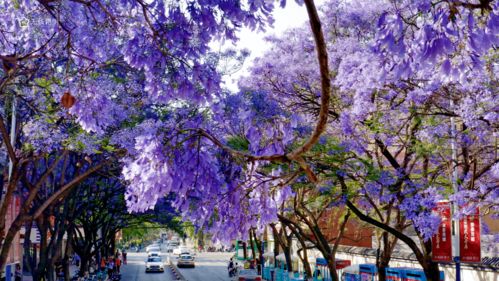 红继木形态优美，花期春末夏初