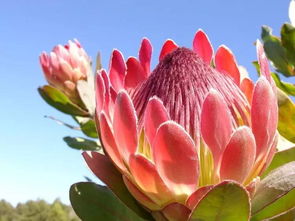 生肖鼠的象征——橄榄