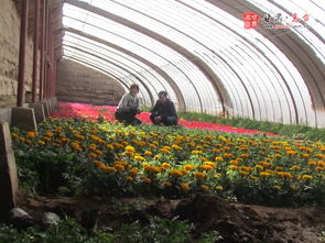 花卉合作合同：精准扶贫的新模式