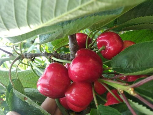 三堪三不要， 避开假种子陷阱