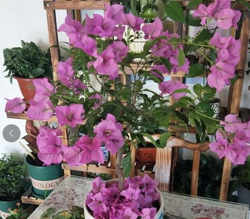 客厅篇：鸿运当头、 水仙花等，招财进宝，好运连连