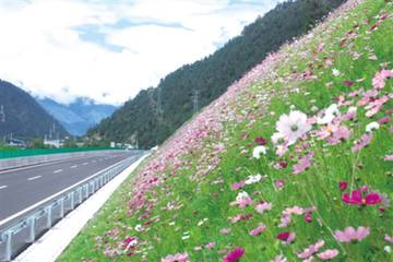 北方道路绿化：选对耐寒草种的重要性
