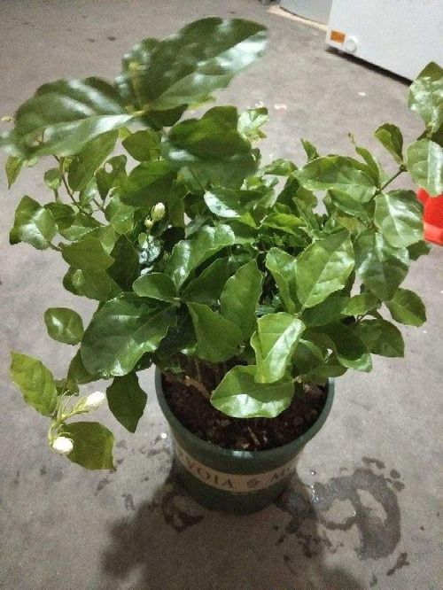 家庭阳台变花园，养眼又赚钱，跟着我学！