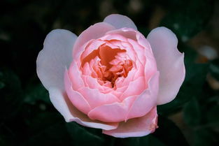 月季之花， 传世芳华