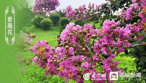 咸阳适合种植哪种紫薇花品种，以及推荐哪种花作为市树呢