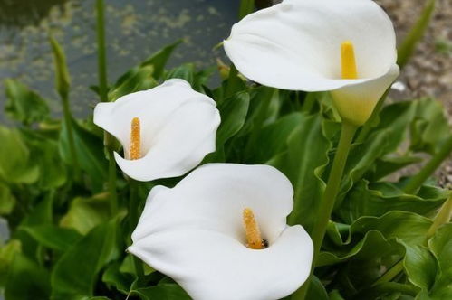 浇水过多，花儿会死