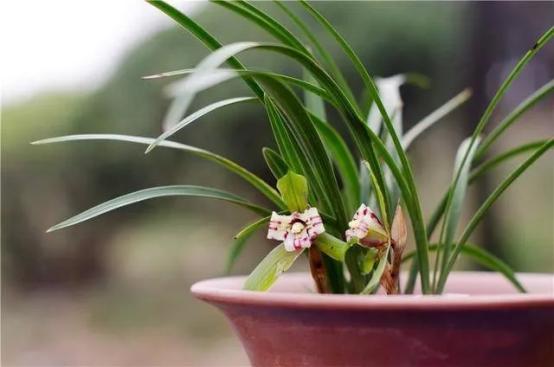 补充共生菌群， hen重要