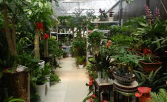 花卉市场进货渠道大揭秘