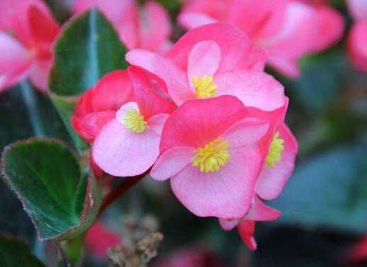 土壤改良， 花朵成长的沃土