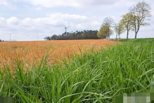 草甘膦对农作物和生态系统的影响