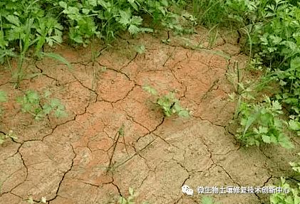 酸性土壤如何维持？兰花生长需求如何平衡