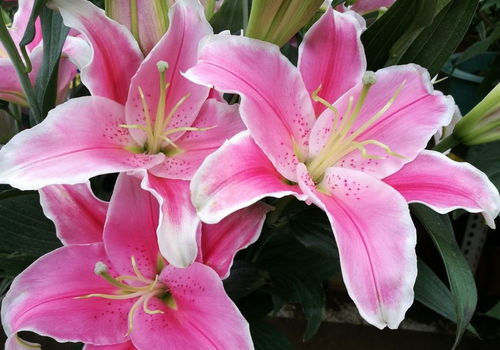百合花枯萎会掉花瓣，是何原因导致