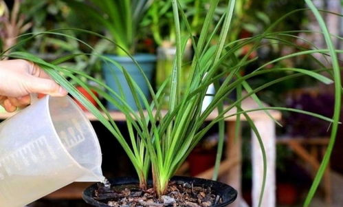 兰花栽培：细腻的呵护