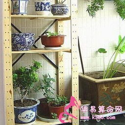 阳台种什么植物旺风水？这几种摆了都说好